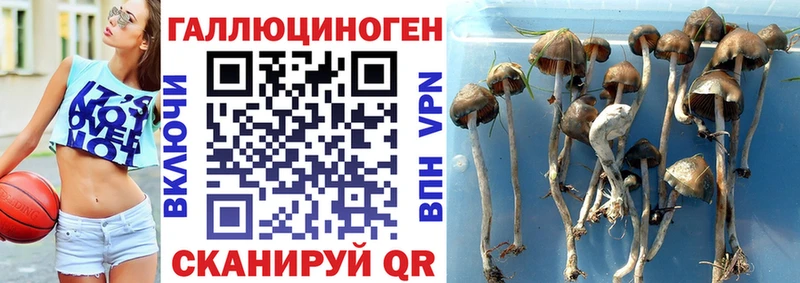 Галлюциногенные грибы Cubensis  дарнет шоп  Саяногорск 